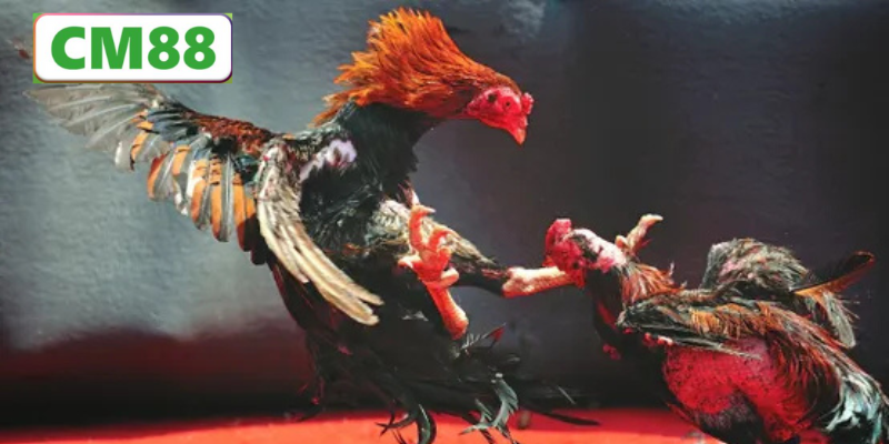 Luật thi đấu trong đá gà cựa dao